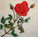 530 Rosen - 1-lagig -  (1122/1) - WIDA - 34x34 cm - Wellenrand