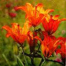 092 Lilies - 3-ply - Colourful Life