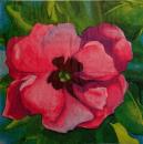 139 Anemonen, Mohn - 3-lagig - Duni