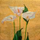 024 Calla - 3-ply