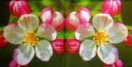 202 Asien - 3-lagig - ppd - Artbula