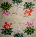 215 Flowers Others - 3 ply - Ambiente