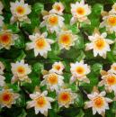 216 Flowers Others - 3 ply