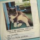 246 Cats - 3-ply - ppd - James Edgar - Eleanor - CS