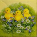 144 Enten - 3-lagig - Ambiente - CS