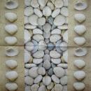 063 Shellfish - 3-ply - Paper Design