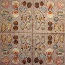 073 Shellfish - 3-ply (brown) - MOLCA