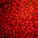 020 Cherries,  Plums - 3-ply - Robert Charles