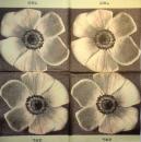 161 Anemonen, Mohn - 3-lagig