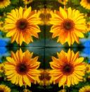 154 Sunflowers - 3-ply