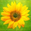 009 Sunflowers - 3-ply (grün) - ti-flair