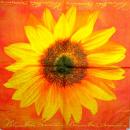 009 Sunflowers - 3-ply (red) - ti-flair