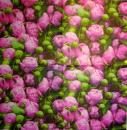 636 Roses - 3-ply
