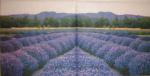 028 Lavendel - 3-lagig - ppd - Shutterstock