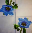 003 Anemones, Poppy - 3-ply (purple blue) - Paper Design