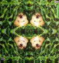 180 Dogs - 4-ply - ppd - Krakenberger - Handkerchief