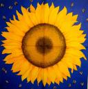 166 Sunflowers - 3-ply (blue) - Stewo