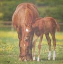027 Horses - 3-ply - Stewo