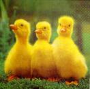 156 Ducks - 3-ply