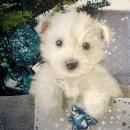 222 Dogs - 3-ply - Ambiente