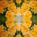 296 Flowers Others - 3-ply - D&F