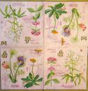 158 Flowers Others - 3-ply (pink) - Ihr - CS