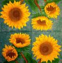 021 Sunflowers - 3-ply (grün) - CS