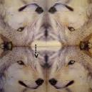 077 Animals Autumn - 2-ply (Spot)