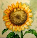 048 Sunflowers - 3-ply (cream) - Chris Piper - CS