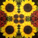 195 Sunflowers - 3-ply