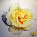 695 Rosen - 3-lagig