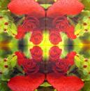717 Roses - 3-ply