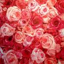 780 Rosen - 3-lagig - Artebene