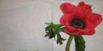 003 Anemones, Poppy (weiß red) - Paper Design