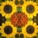 181 Sunflowers - 3-ply