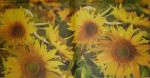 018 Sunflowers - 3-ply