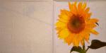 032 Sunflowers - 3-ply - Idena