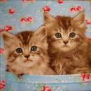 141 Cats - 3-ply - Paper Design