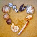 026 Shellfish - 3-ply - Ti-Flair