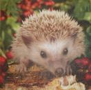 006 Animals Autumn - Home Fashion