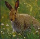 042 Rabbits:  natürlich - 3 ply - ppd