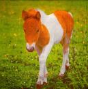 068 Horses - 3-ply - Stewo