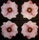175 Anemones, Poppy - 3-ply (black) - Ihr