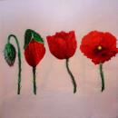 028 Anemonen, Mohn (rosa)