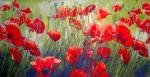 030 Anemones, Poppy - 3-ply - Ihr