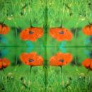 176 Anemones, Poppy - 3-ply - ppd - Andrea Tilk