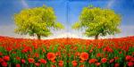 064 Anemones, Poppy - Colourful Life