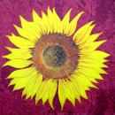 063 Sonnenblumen - 3-lagig