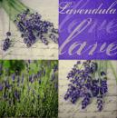 063 Lavender - Paper Design