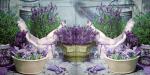 076 Lavender - Paper Design
